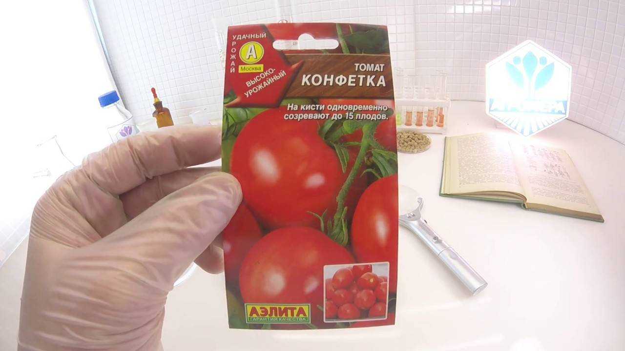 Томат ласковый миша