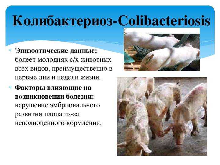 Болезни телят: обзор основных видов, признаки и лечение