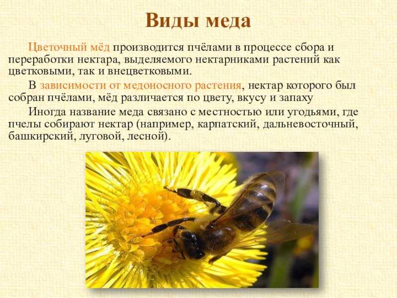Развитие рабочей пчелы от яйца до взрослой особи