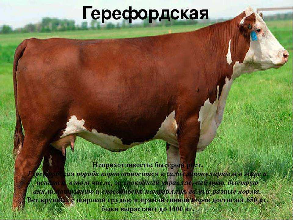 Герефорд: описание герефордской породы коров, характеристика телят, быков