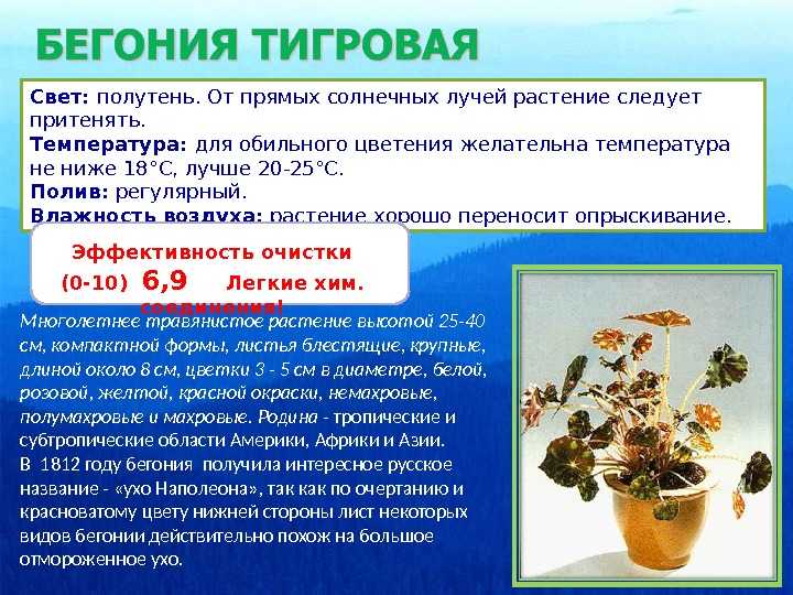 Уход за комнатной бегонией