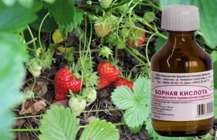 Подкормка клубники борной кислотой весной во время цветения и завязывания: рецепт и пропорции | садоёж