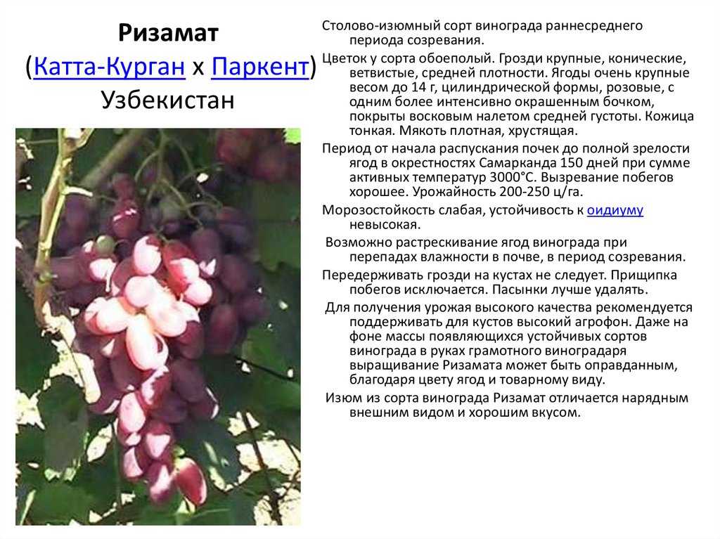 Виноград восторг: посадка и уход + описания и характеристики разновидностей сорта (белый, красный, черный, оригинальный)