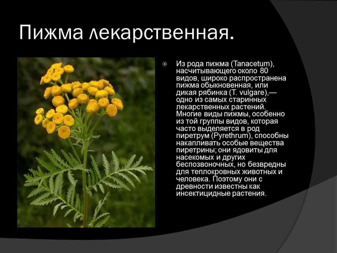 Полынь для здоровья. состав, полезные свойства и противопоказания. - здоровая жизнь