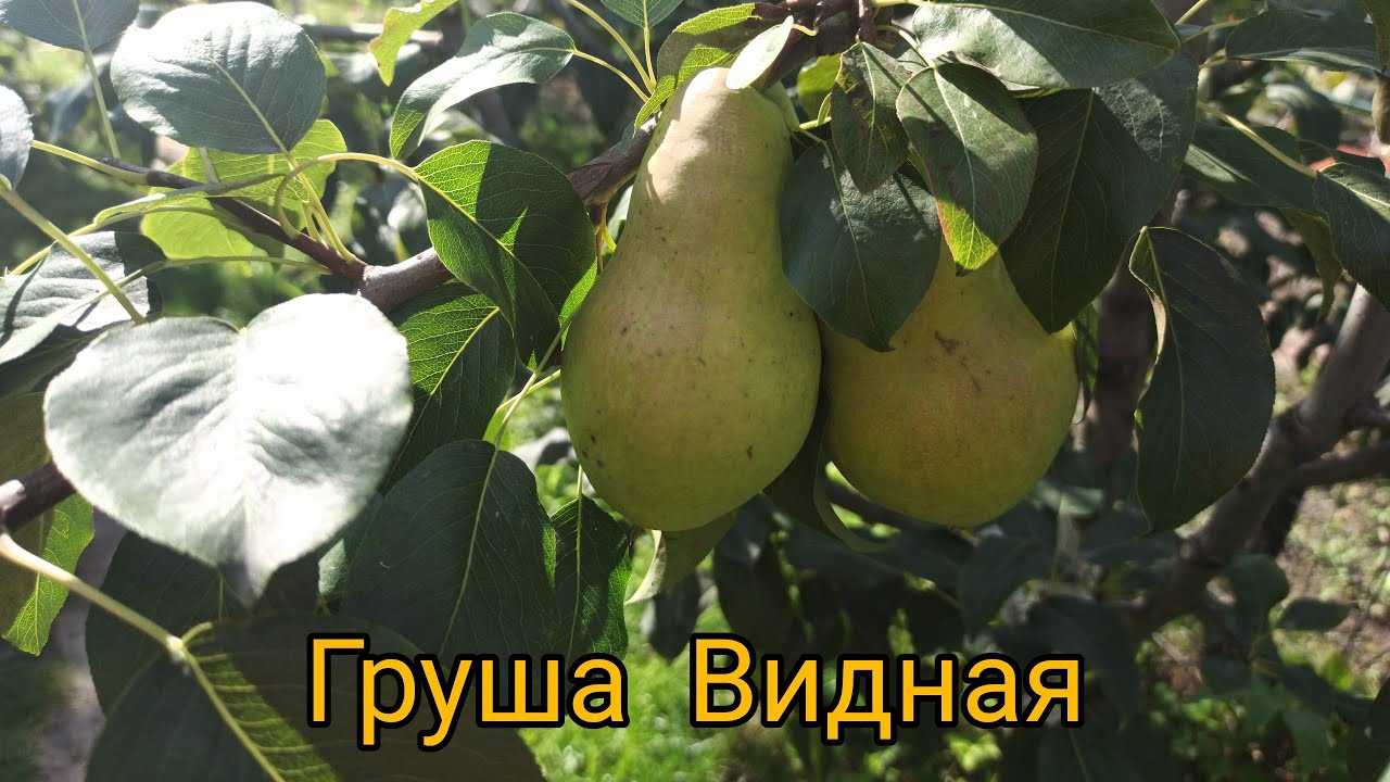 Груша видная: описание и характеристика сорта, достоинства и недостатки, особенности посадки и ухода + фото и отзывы