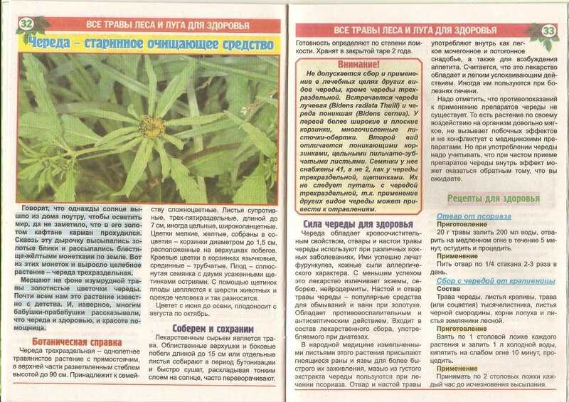 Череда лечебные свойства, изучаем пользу и вред для организма