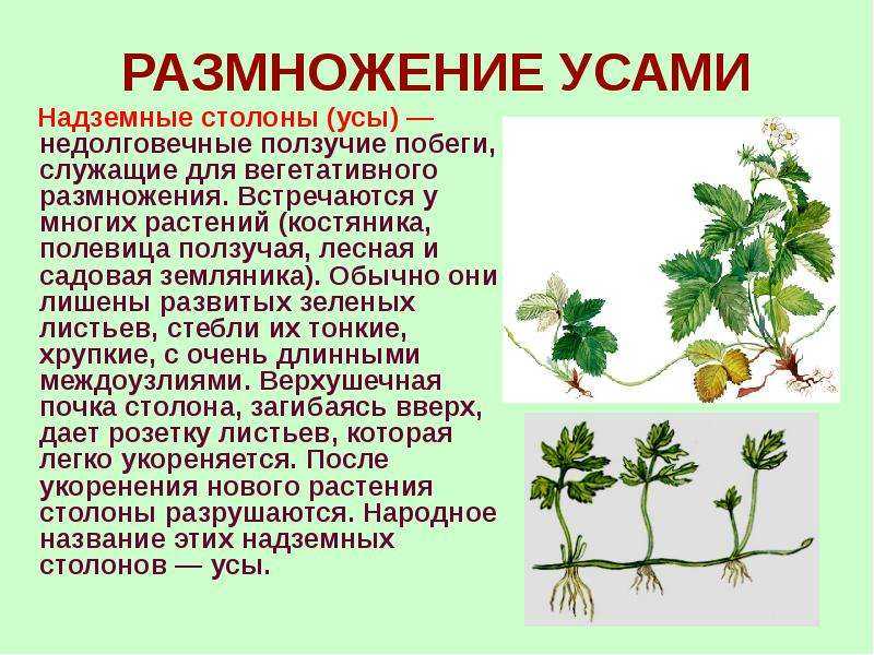 Как пересадить клубнику весной на другое место: подготовка, пересадка, уход