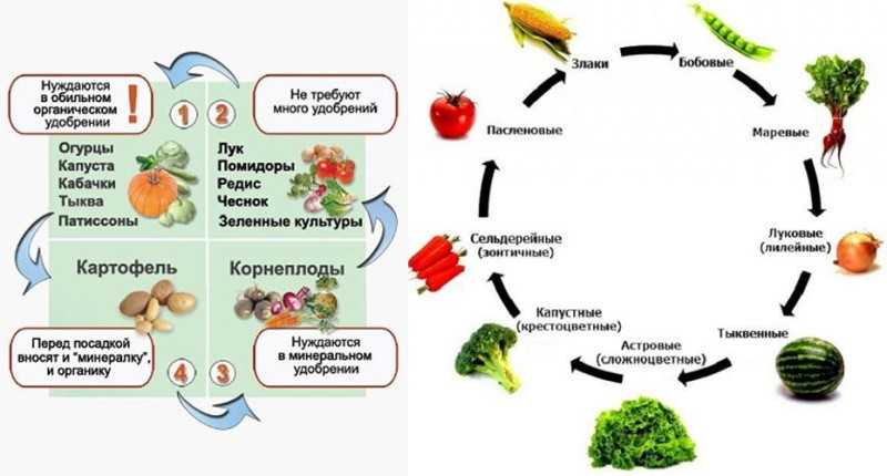 Что можно сажать после картофеля в открытом грунте на следующий год