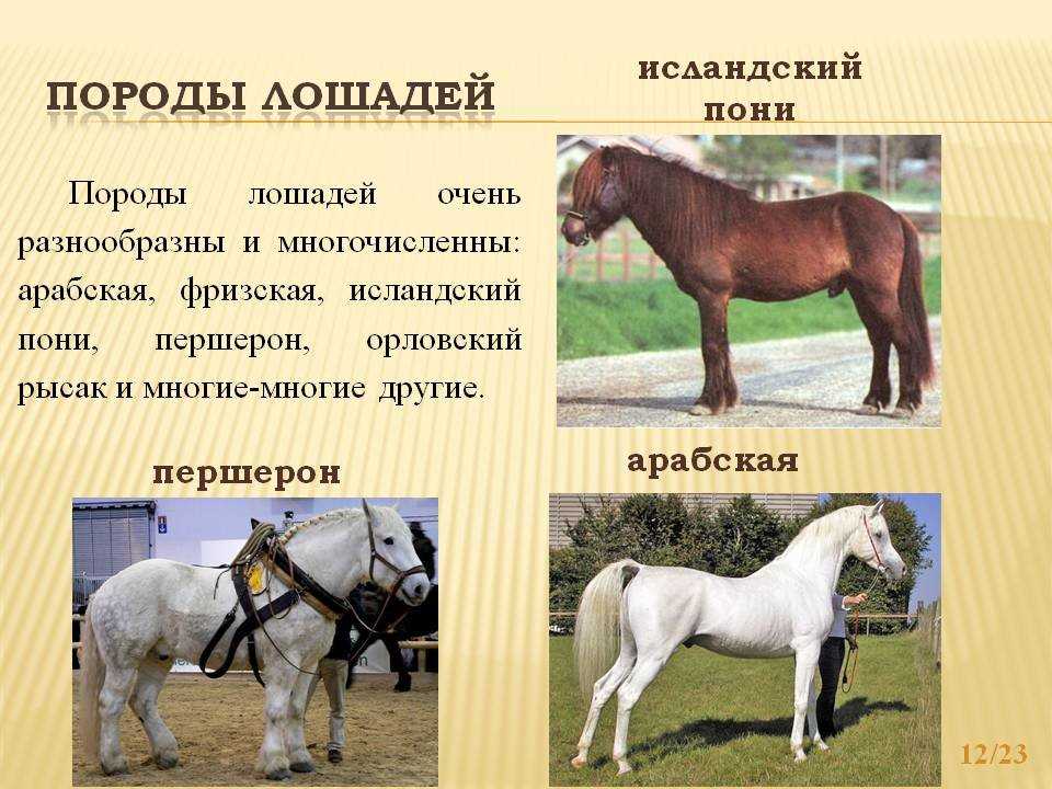 Чем отличается конь от мерина