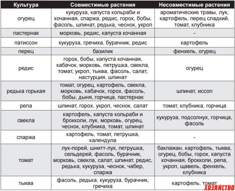 После чего лучше сажать огурцы: лучшие предшественники