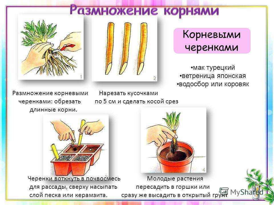 О размножении китайской розы в домашних условиях, выращивание дома в горшке