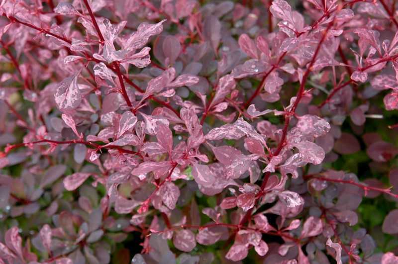 Барбарис роуз глоу (rose glow): описание и фото, применение в ландшафтном дизайне