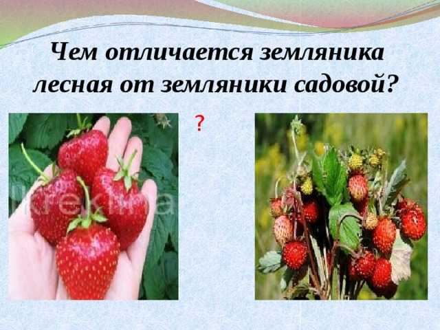 Чудо селекции или чем отличается клубника от земляники