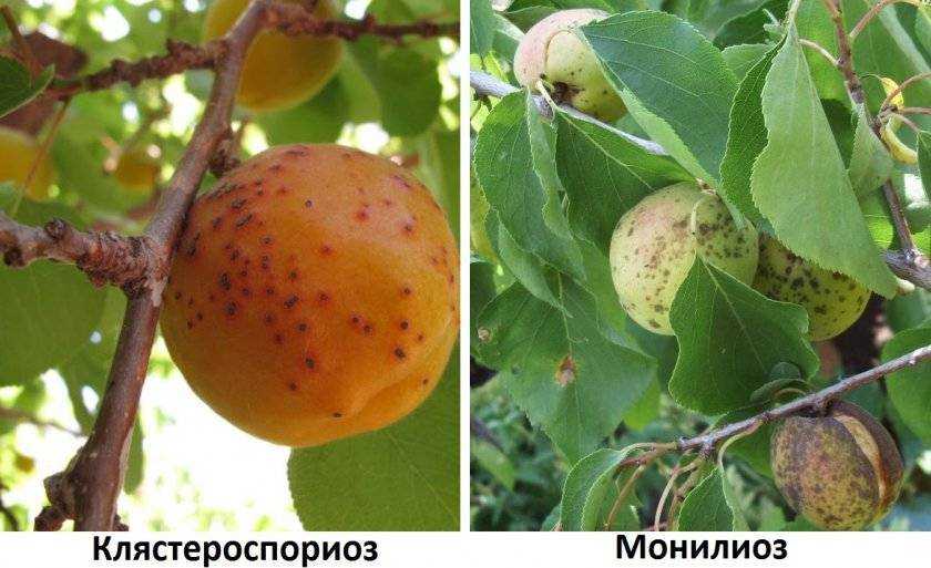 ✅ клястероспориоз черешни. клястероспориоз косточковых: как бороться, и чем лечить - живой-сад.рф