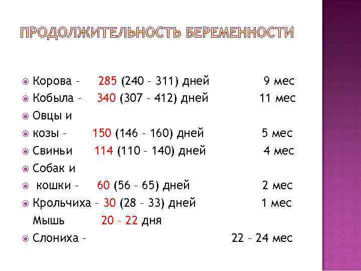 Сколько корова вынашивает теленка: особенности беременности у домашнего скота