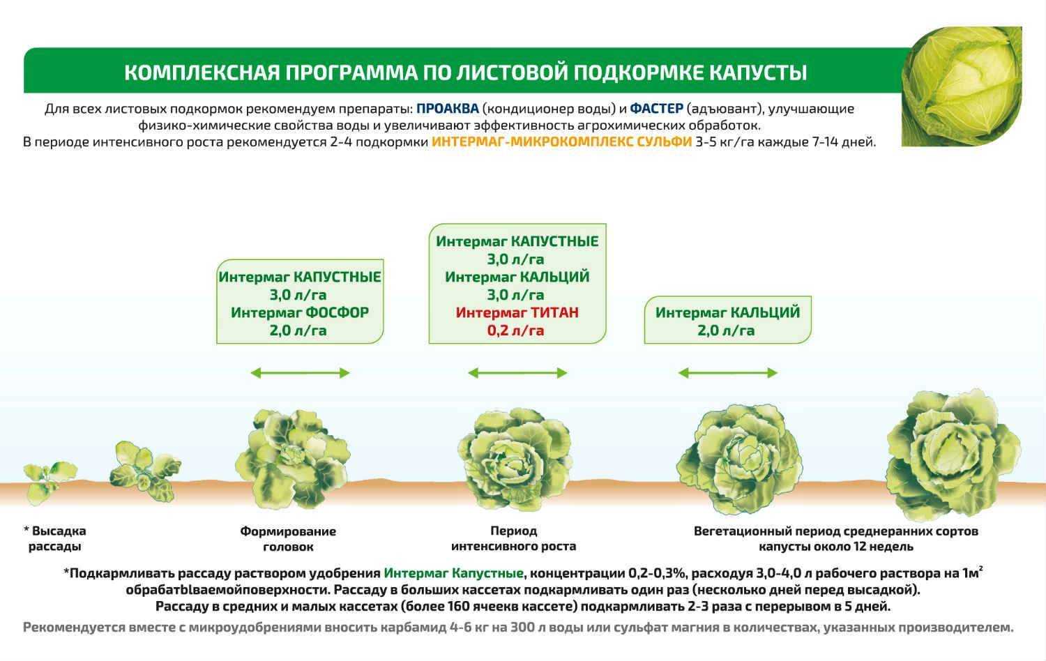 Характеристика сорта капусты мегатон - правила выращивания и ухода + фото