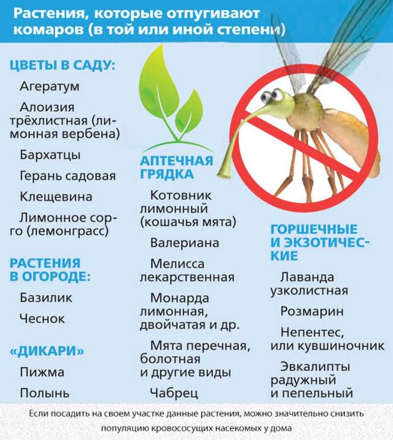 Как избавиться от пчел соседа и дикого роя - методы борьбы