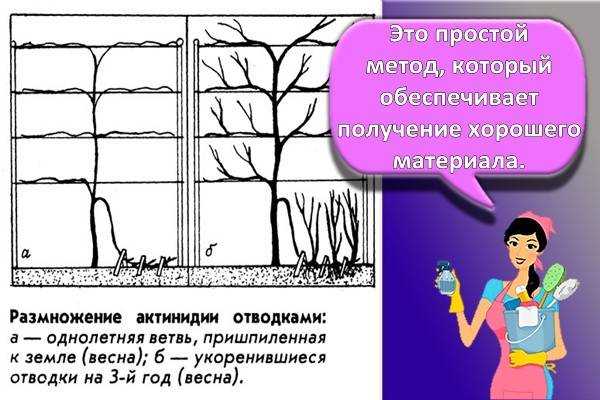 Актинидия коломикта: посадка, выращивание и уход - моя дача - информационный сайт для дачников, садоводов и огородников