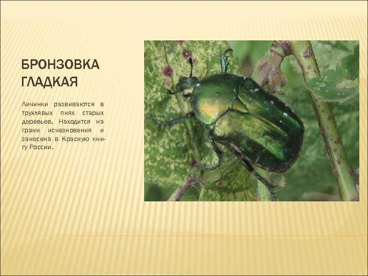 Бронзовка золотистая — большой зеленый жук, враг цветоводов