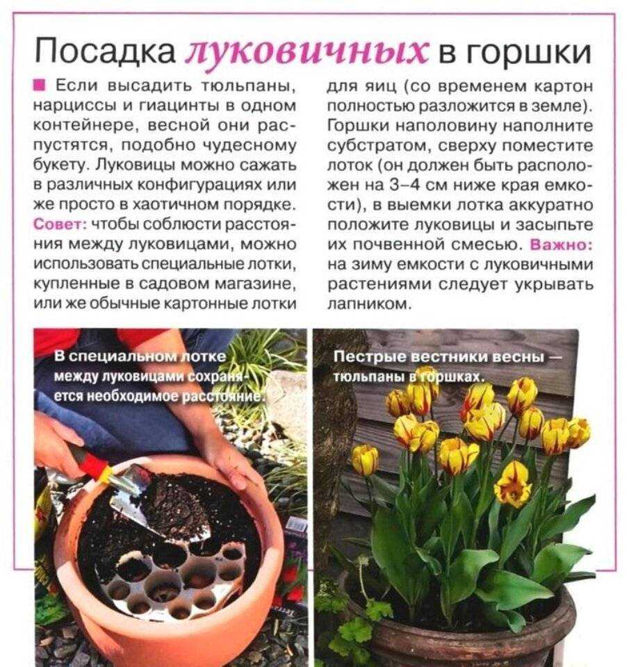 Нарциссы: немного солнца в вашем саду