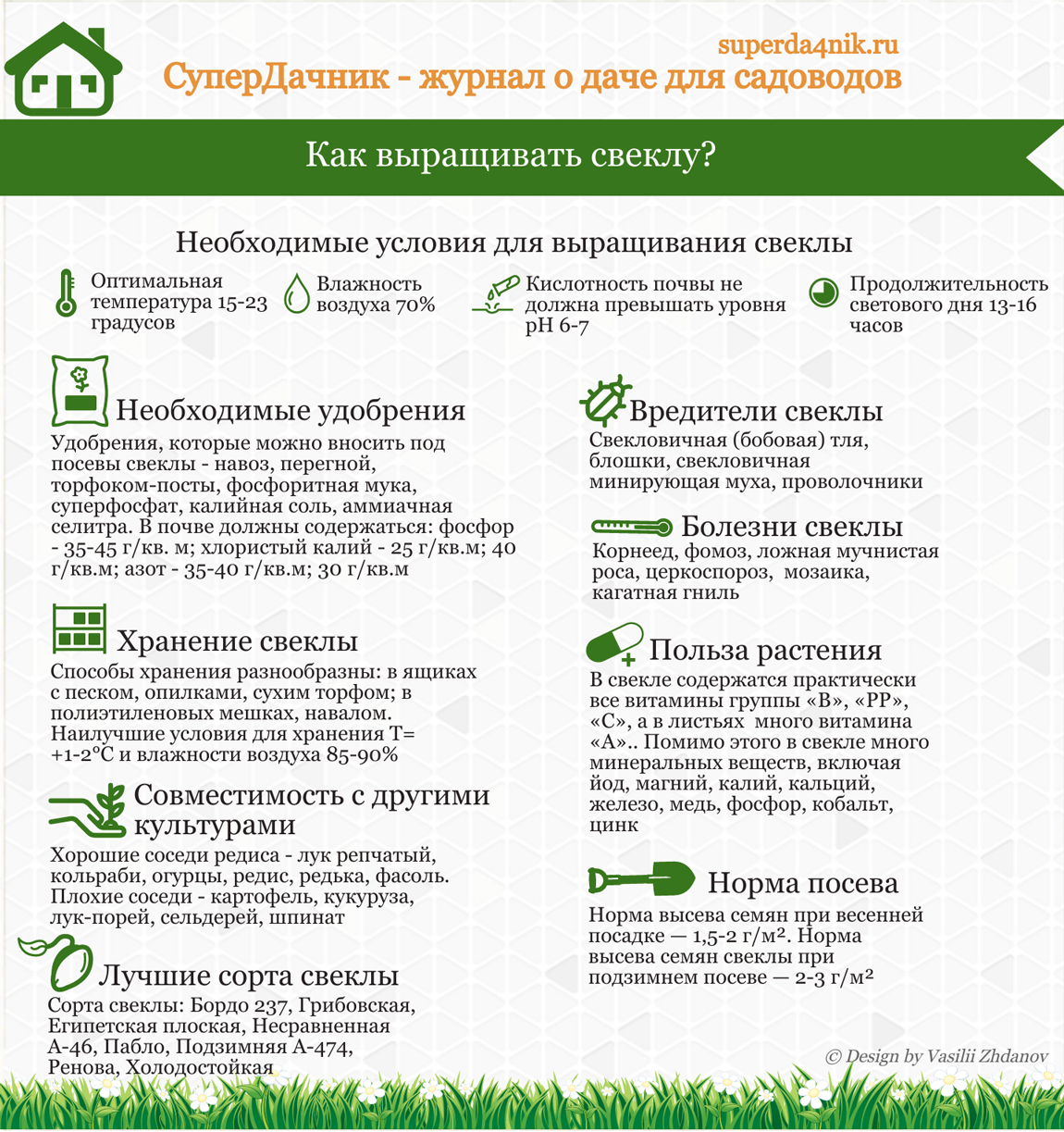 Свекла: выращивание и уход в открытом грунте что бы был хороший урожай