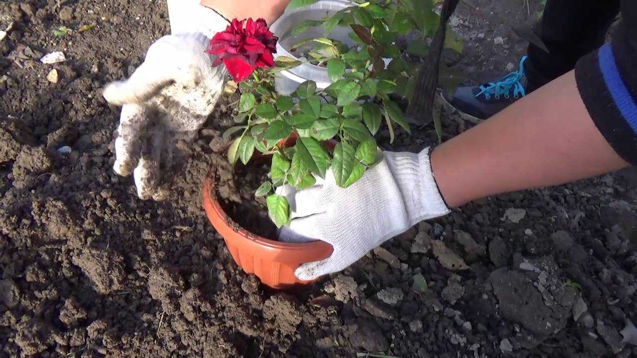 Садовые розы на другое место как правильно и когда пересаживать пошагово с фото и видео