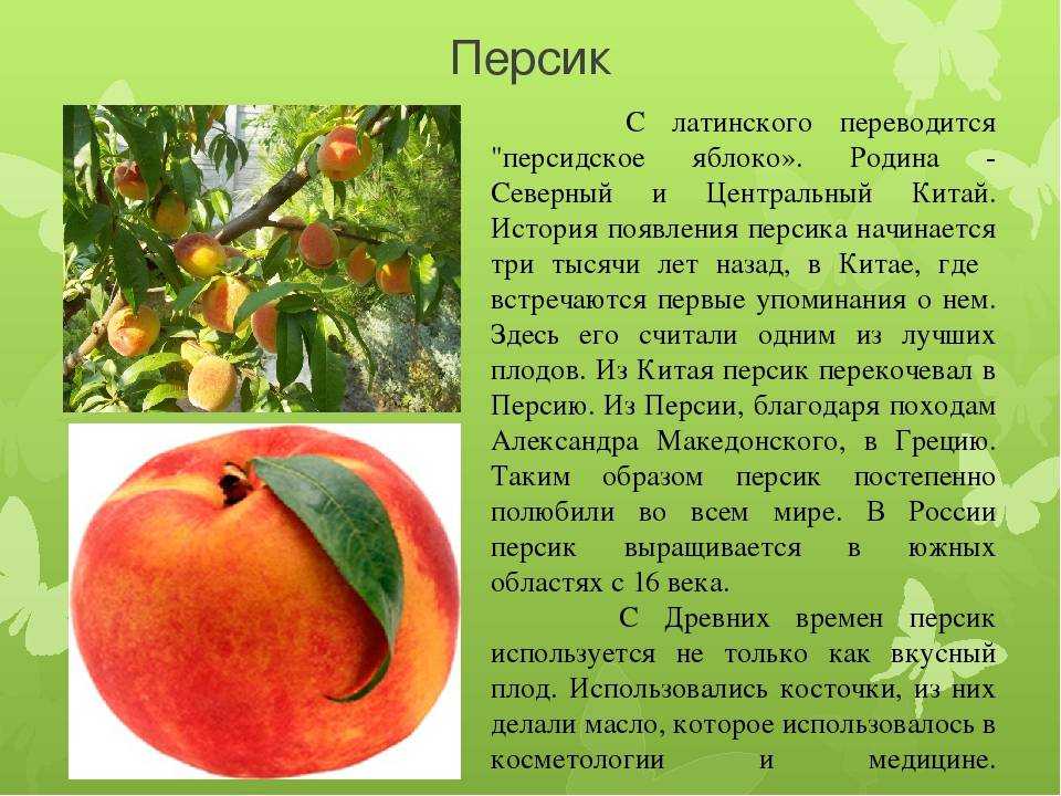 Яблоня персиянка: особенности сорта и правила выращивания
