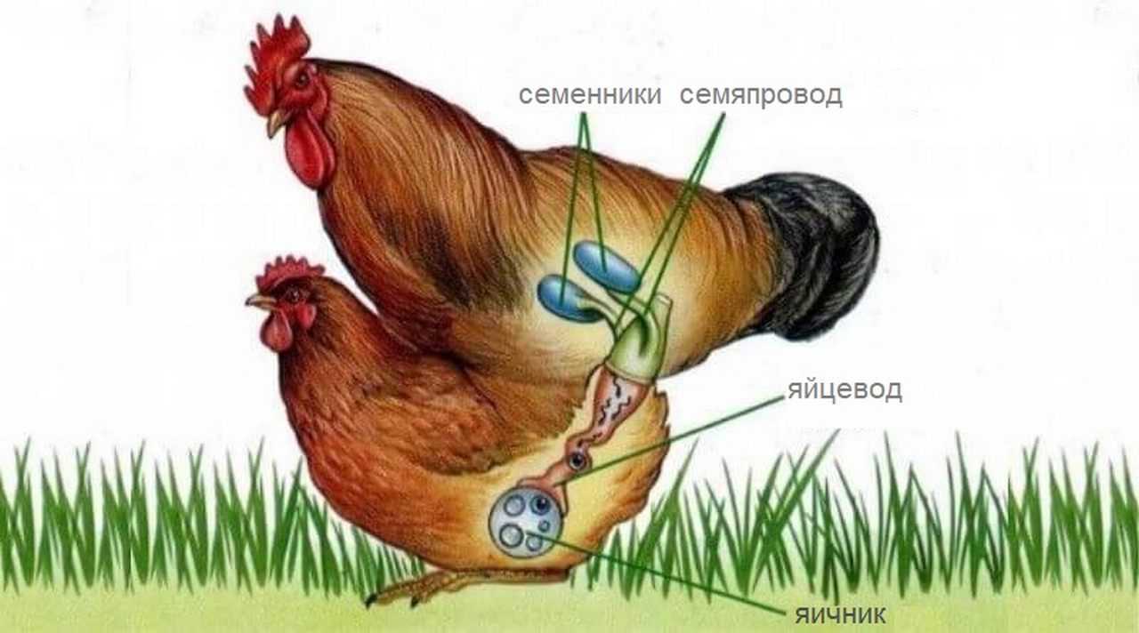 Правда и мифы о том, как петух оплодотворяет курицу
