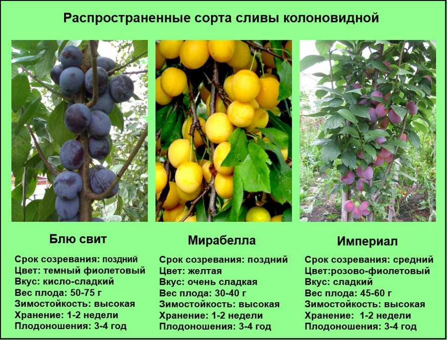 Алыча и её лучшие гибриды для всех регионов. описание, особенности выращивания. фото