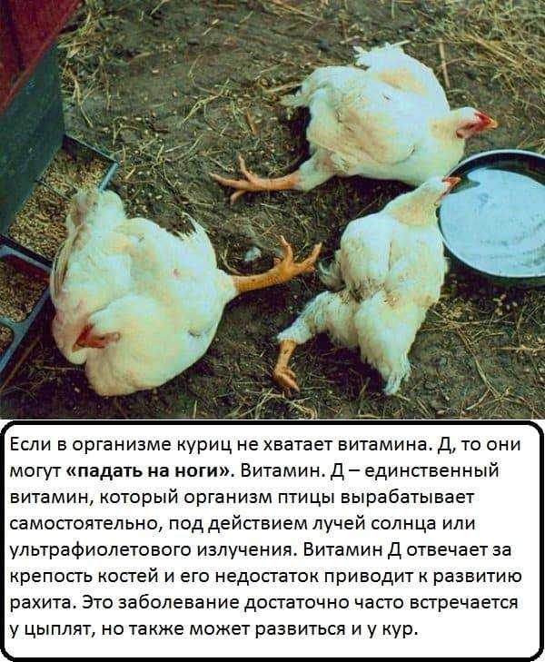 Почему утки падают на ноги – причины болезни, лечение, профилактика