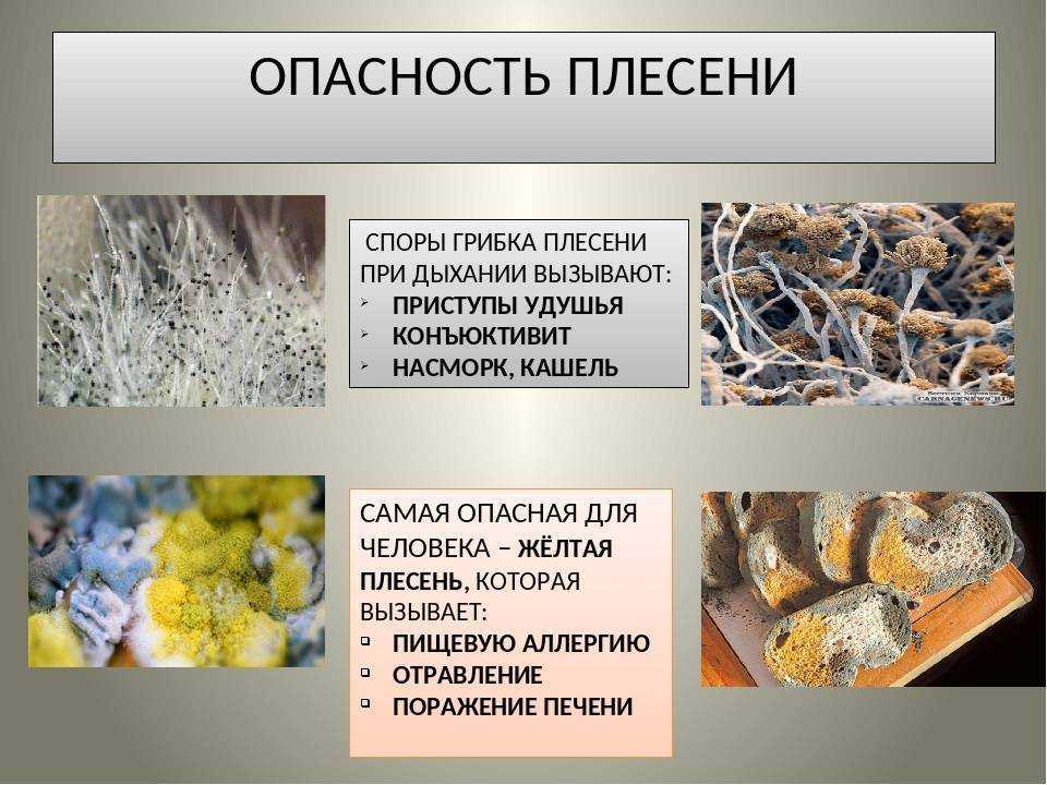 Опасность плесени для здоровья человека