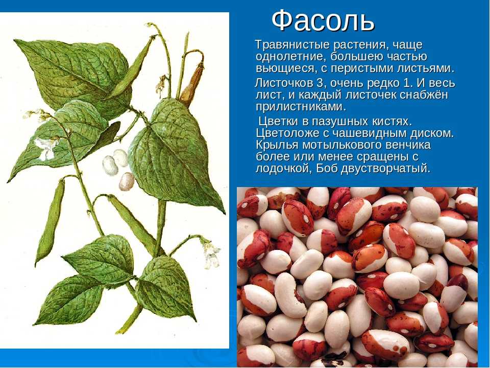 Желтые гиппеаструмы: мэрилин, лемон лайм, граффити, эмеральд, лимона, мэджик грин и другие сорта похожей расцветки, фото, описание и особенности ухода за такими растениями