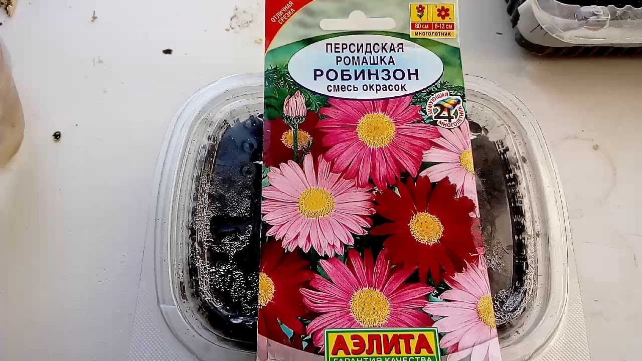 Ромашка садовая крупная многолетняя: как правильно выбрать и вырастить в саду. топ-5 советов
