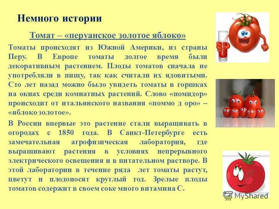Томат красная шапочка
