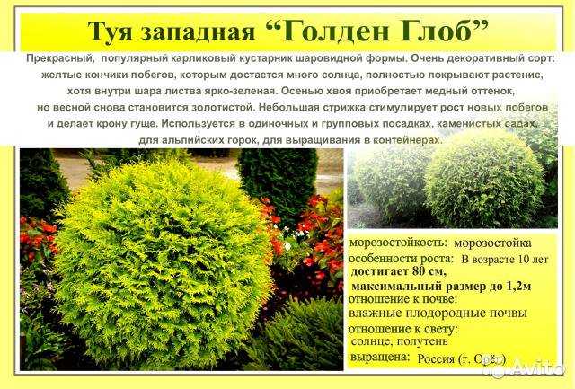 Голден глоб посадка и уход
