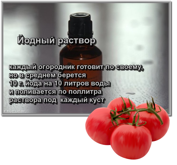 Йод для подкормки рассады помидор: как полить после пикировки, пропорции