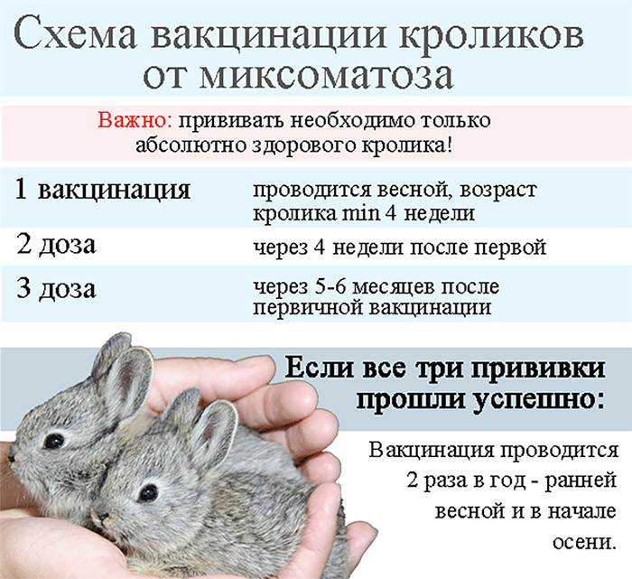 Что такое миксоматоз у кроликов? симптомы и меры профилактики