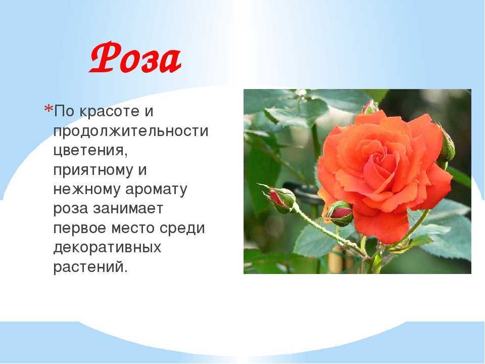 Голландские розы: посадка и уход, выращивание, размножение фото