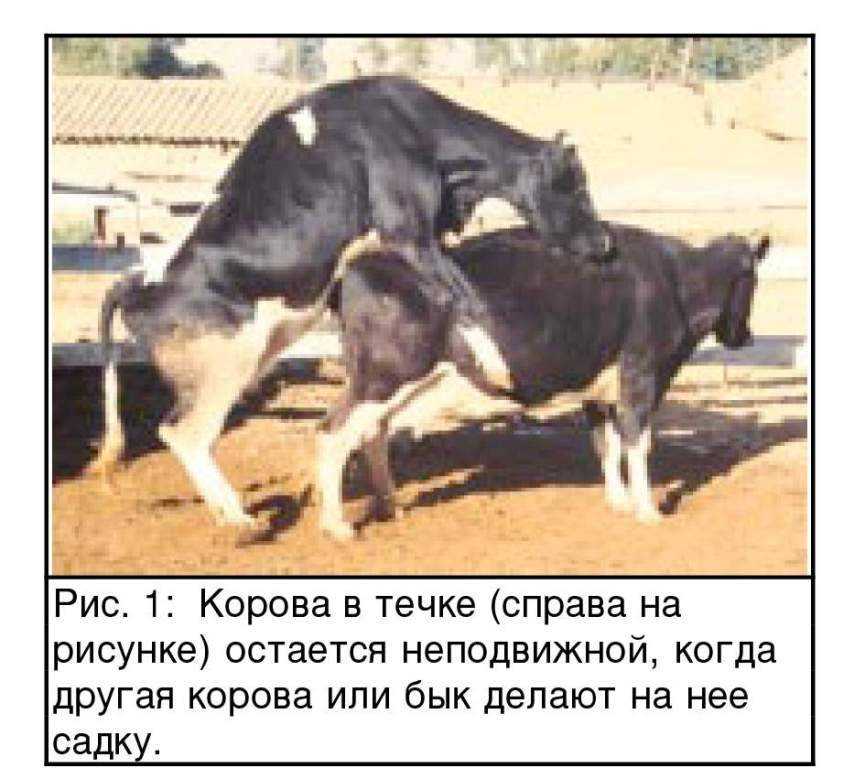 Продолжительность и признаки охоты у коров