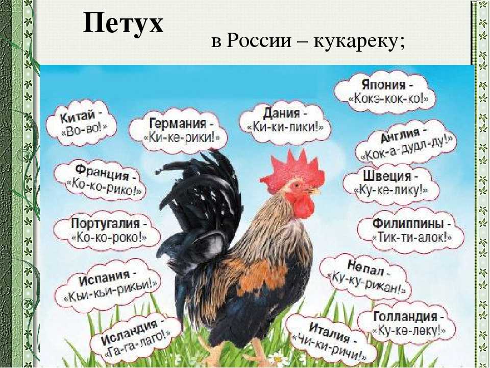О петухе: сколько птица живет, почему кукарекает (факты, полезные советы)