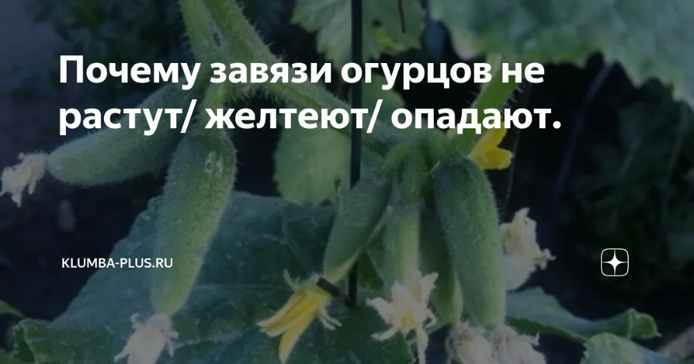 Почему желтеют завязи огурцов: основные причины, что при этом делать и как с этим бороться