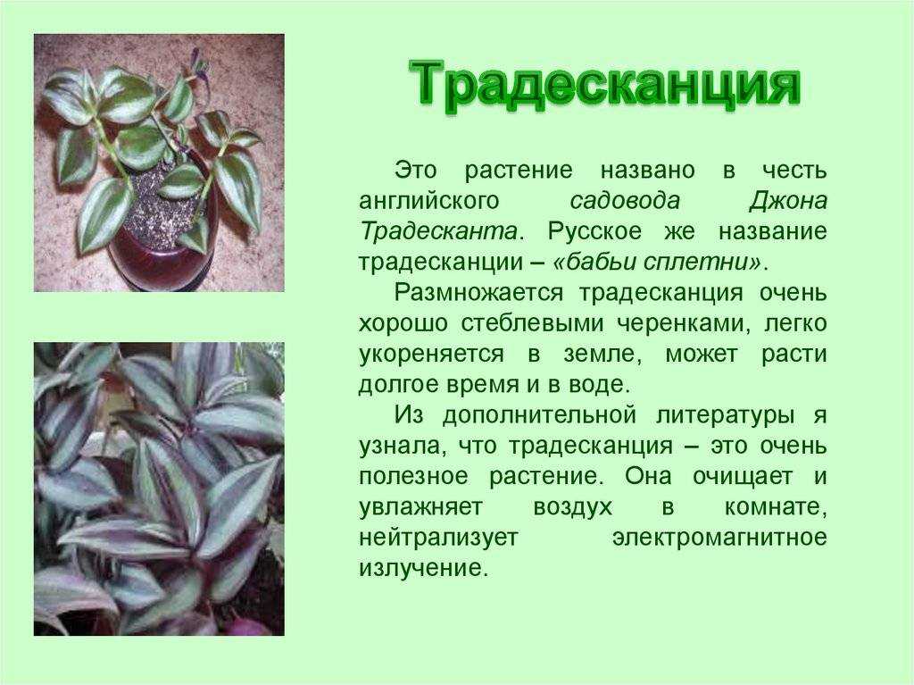 Зебрина - разведение и выращивание комнатных видов растения (115 фото)