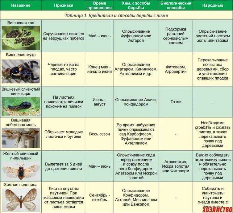 Народные средства от вредителей капусты
