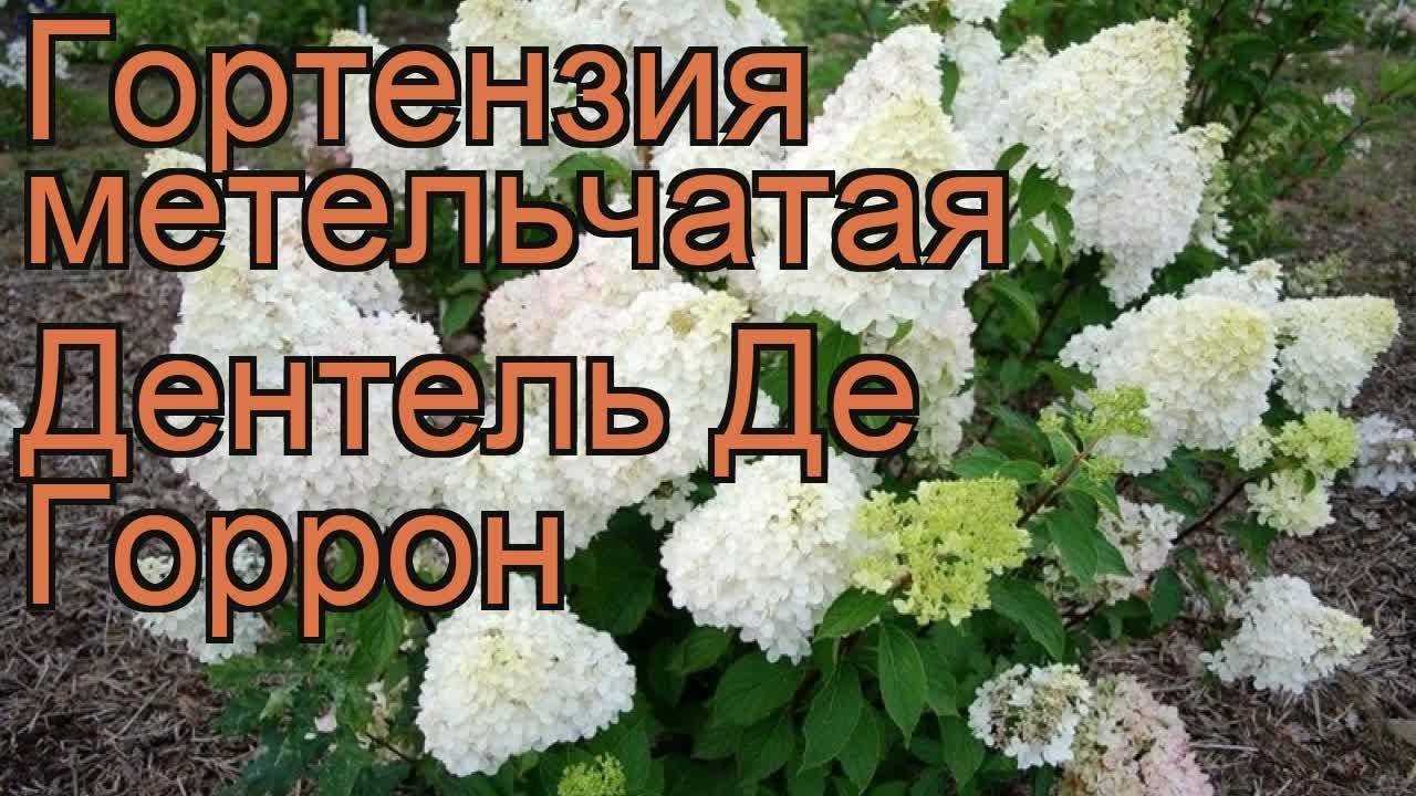 Гортензия дентель де горрон (dentelle de gorron): отзывы