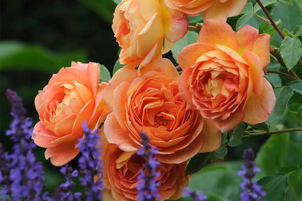 Роза леди оф шалот (lady of shalott): фото, отзывы, описание кустарниковой парковой розы остина, характеристики, выращивание в полутени