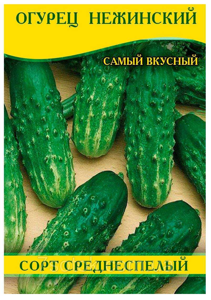 Огурец «нежинский»: описание сорта и агротехника выращивания