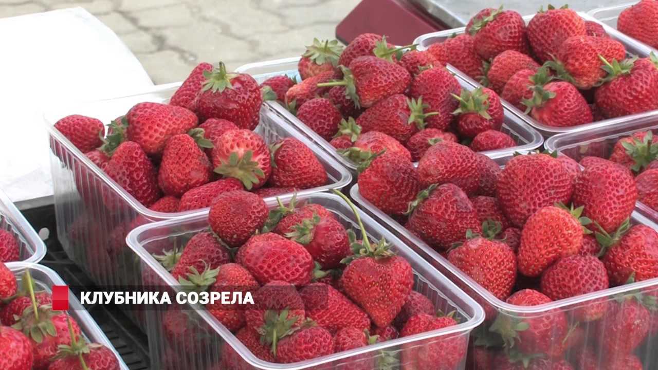 Когда созревает лесная земляника и где ее собирать