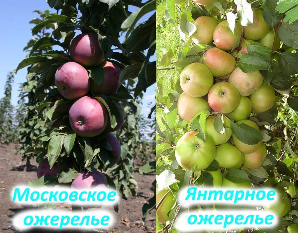 Яблоня колоновидная московское ожерелье: описание и характеристики сорта, посадка и уход