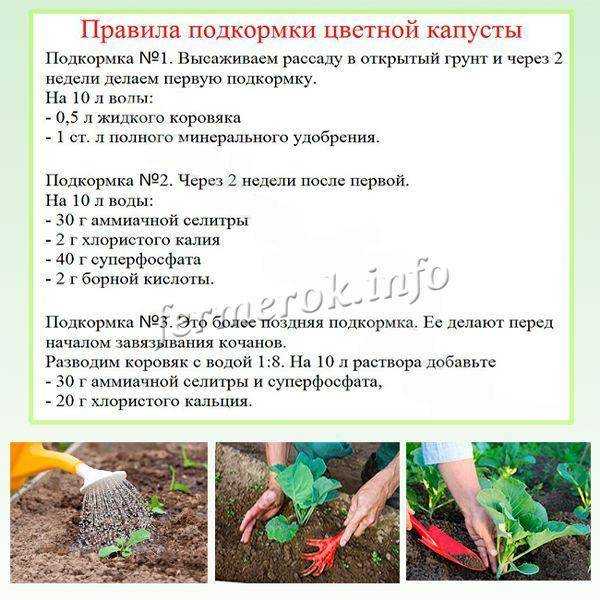 Чем подкормить свеклу в августе и июле для роста корнеплодов: чем удобрять из народных и магазинных средств в начале и конце месяца для лучшего урожая