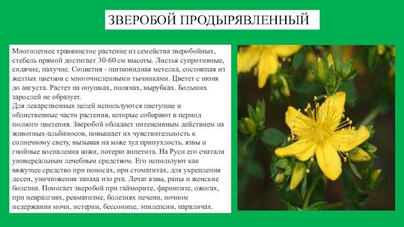 Как выглядит зверобой трава фото, описание, виды, где растет